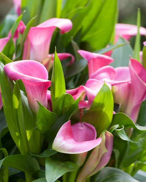Zantedeschia Garnet Glow